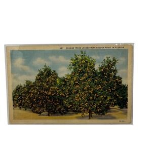 Vintage Linen Postcard Orange Trees w/ Golde‎ Fruit in Florida Curt Teich